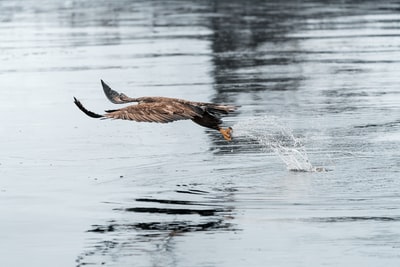 白天在水面上飞行的棕色鸟
